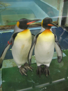 奥に卵抱いてるペンギンもいました