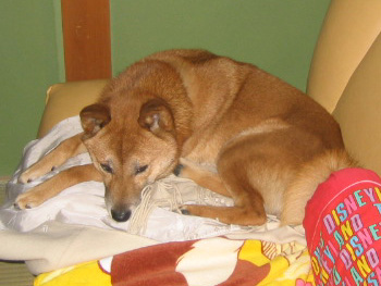 私からどんなお犬様の匂いがしようが、慣れっこなので気にしな～い。