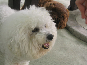 いらっしゃーい