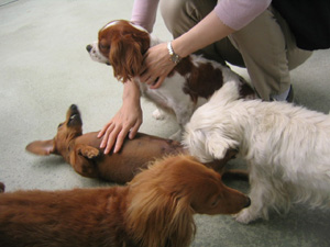 私を撫でれ。いいえ、私を。