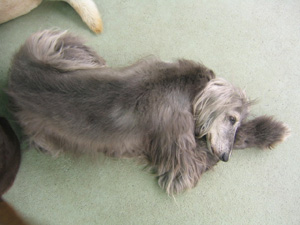 この子はいつ見ても変なポーズで寝てました。