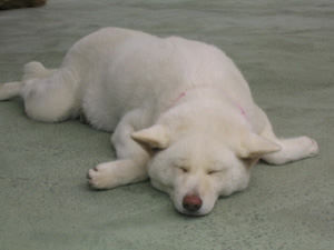 この子は１日中寝てた。もこもこだから暑かったのかしらン？