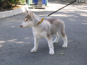 お外初めて…。キョロキョロ…