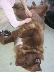 ニューファンドランドのテディ嬢