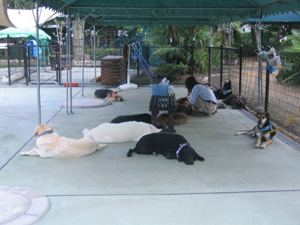 右手前方のつながれてる子は、こうしておかないと１日中走り回ってダウンしちゃうからだとか。元気者さんめ。（笑）