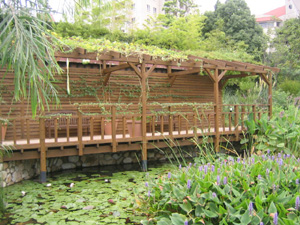 でもこいつらは、睡蓮よりもカエルとトンボに大はしゃぎしてました。(^_^;)