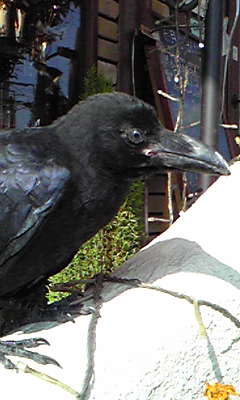 さらに近づいてみる。このくちばしは、ハシブトカラスか？