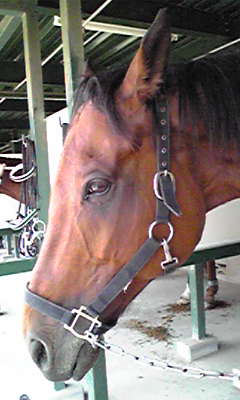 横から見ると目立たないけど……