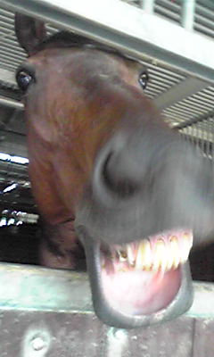 くれくれおやつくれ