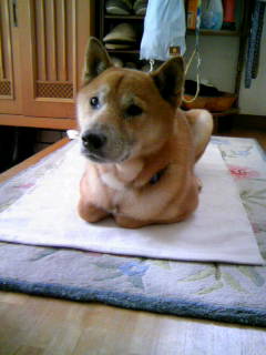 たまにやるけど、ここまできれいなのは珍しいです