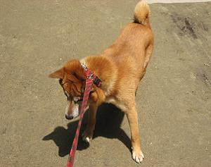 いーやーだー！！