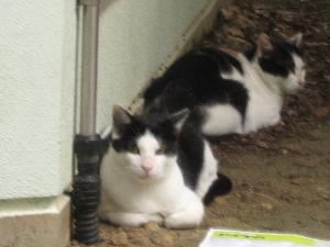 今日は見逃したろ