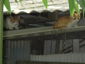 ちびちゃん２匹(*^^*)