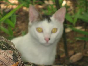 うちの子になにか？