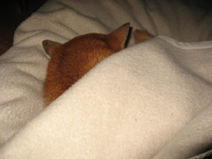 ある朝起きたら、こんなでした。私が寝ている毛布の端を、自分でかぶって寝ています