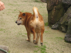 祖母の家の庭ではしゃぐのんきクン