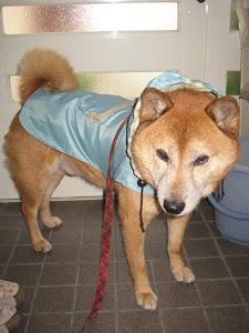 はよ、散歩に行こうぜ