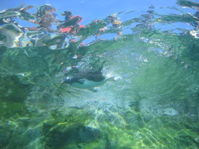 泳ぐペンギン