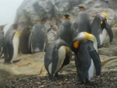 中央左よりの黒いぽわぽわした物体がヒナです。デカい(^_^;)