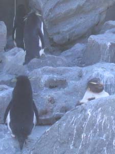 眉のせいで目つきが鋭く見えるけど、目だけ見れば他も似たり寄ったりです。