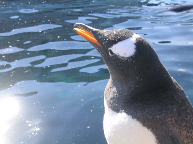 ジェンツーペンギンさん