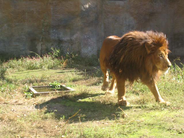俺、ライオン