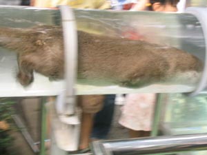 �p�C�v��ʂ���