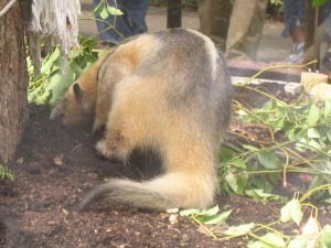 �R�A���N�C