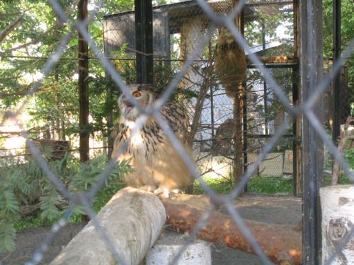 届けっ！　我が声っ！！