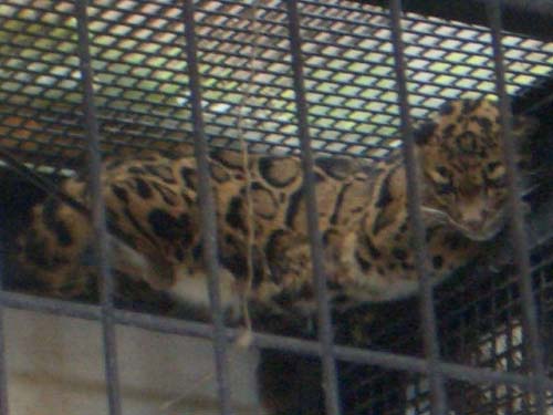 孤高のヒョウ？