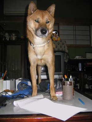 机の上に仁王立ち。(-_-;)