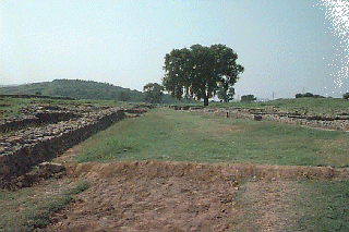 �V���J�b�v�̌i�F