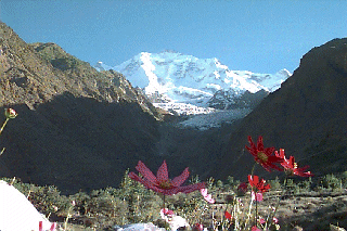 �R�X���X�̉Ԃƃ��J�|�V