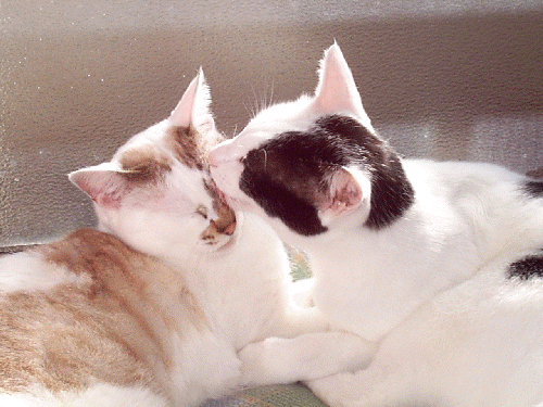 ���Ƃ�Ɣ��_