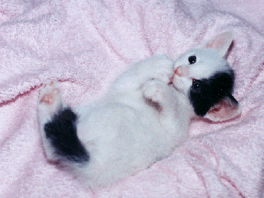 ����Q�T���̔��_